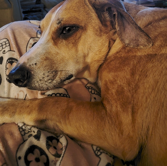 Meet your Posher, Lisa - Picture 3 of 3